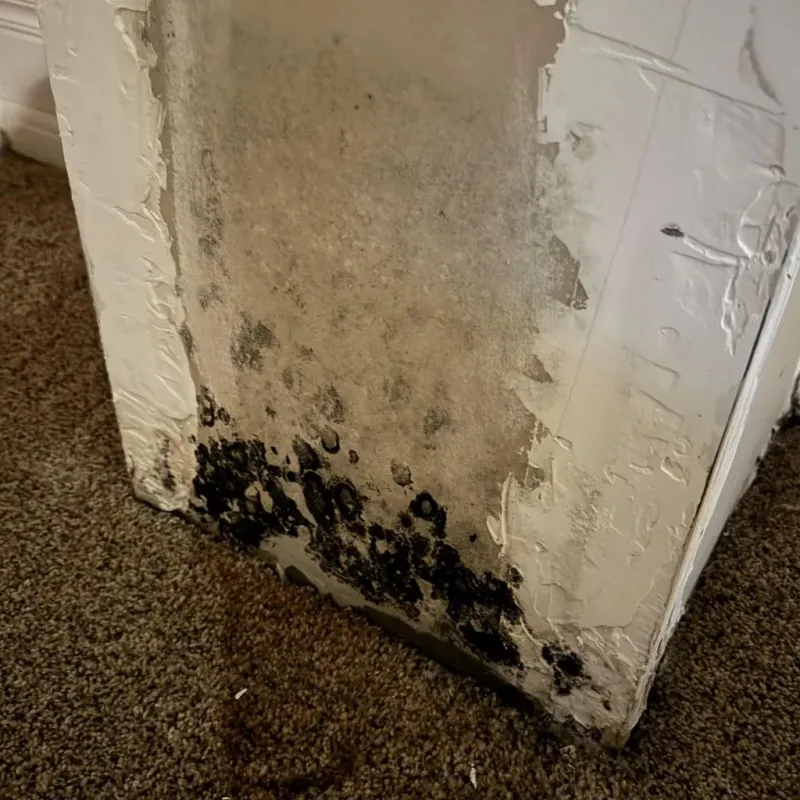 Professional Mold Removal in China Grove, TX